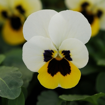 Viola cornuta 'Lemon Ice Blotch' 