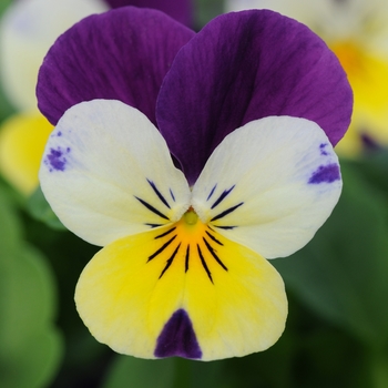 Viola cornuta 'Lemon Jump Up' 