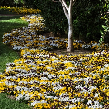 Viola cornuta 'Lemon Parfait Mix' 