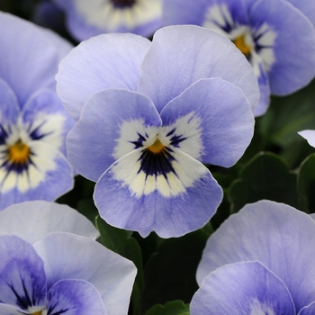 Viola cornuta 'Marina' 