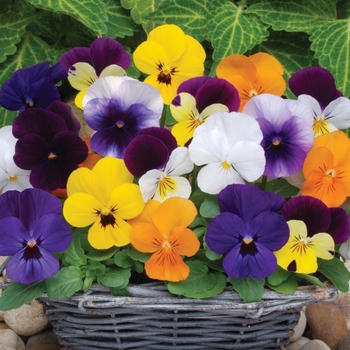 Viola cornuta 'Mix' 