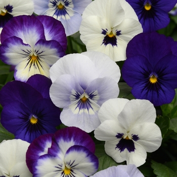 Viola cornuta 'Ocean Breeze Mixture' 