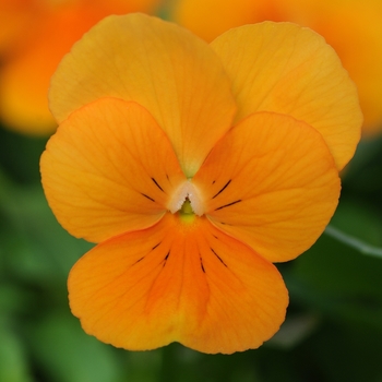 Viola cornuta 'Orange' 