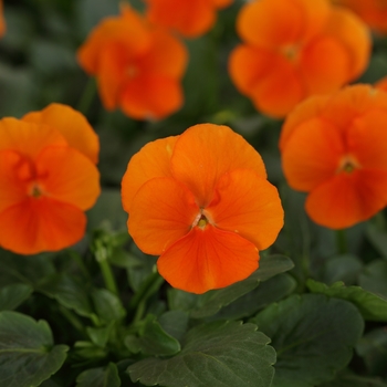 Viola cornuta 'Deep Orange' 