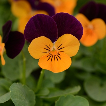 Viola cornuta 'Orange Jump Up' 