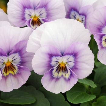 Viola cornuta 'Pink Halo' 