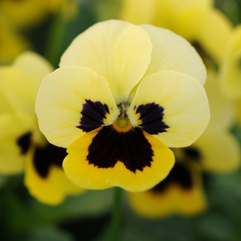 Viola cornuta 'Primrose Blotch' 