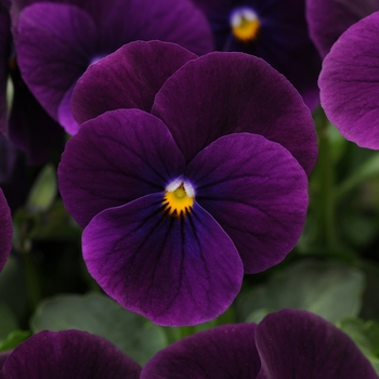 Viola cornuta 'Purple' 