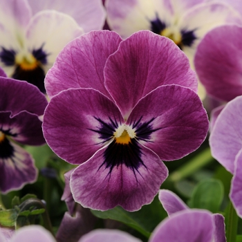 Viola cornuta 'Raspberry' 