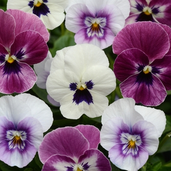 Viola cornuta Sorbet® XP 'Raspberry Sundae Mixture'