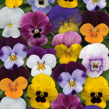 Viola cornuta 'Spring Select Mixture' 