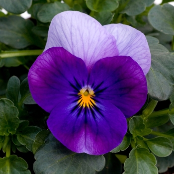 Viola cornuta 'Violet Beacon' 
