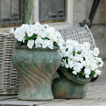 Viola cornuta 'White' 