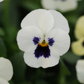 Viola cornuta 'White Blotch' 