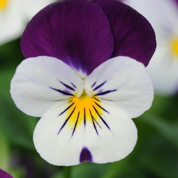 Viola cornuta 'White Jump Up' 