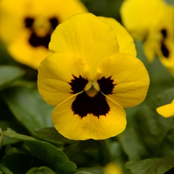 Viola cornuta 'Yellow Blotch' 