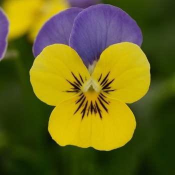 Viola cornuta 'Yellow Blue Jump Up' 