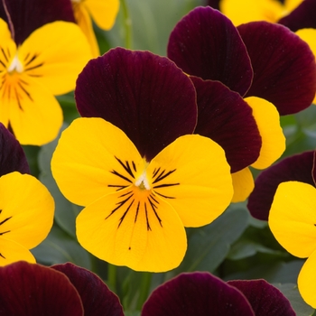 Viola cornuta 'Yellow Burgundy Jump Up' 