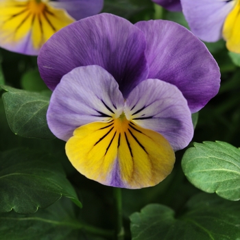 Viola cornuta 'Yellow Frost' 