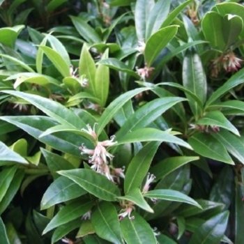 Sarcococca hookeriana var. humilis 'Fragrant Mountain™' Sarsid2 PP19951