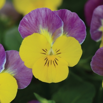 Viola cornuta 'Yellow Pink Jump Up' 
