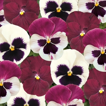 Viola x wittrockiana 'Raspberry Sundae Mix' 