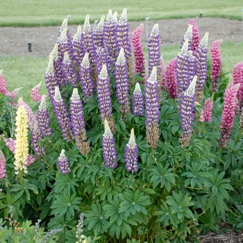 Lupinus 'Tutti Frutti™ Mix' 