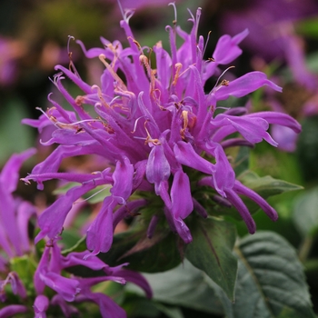 Monarda didyma 'Lilac' Balbalmac PP26594