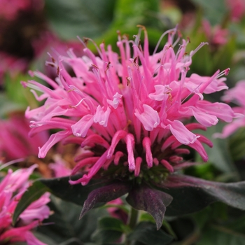 Monarda didyma 'Pink' Balbalmink PP26566