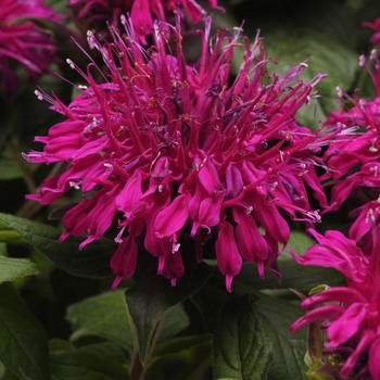 Monarda didyma Balmy™ 'Purple'