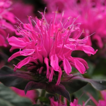 Monarda didyma 'Balbalmose' 