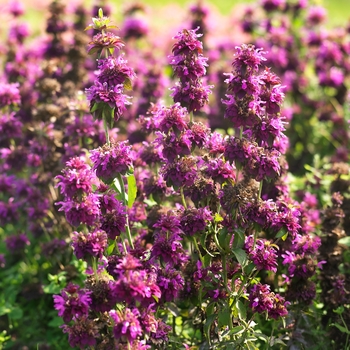 Monarda 'Bergamo' 