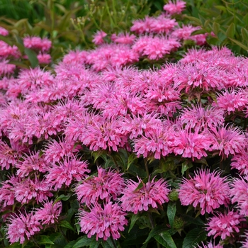 Monarda didyma Sugar Buzz® 'Bubblegum Blast'