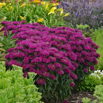 Monarda didyma Sugar Buzz® 'Grape Gumball'