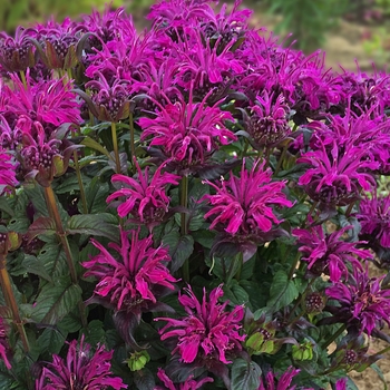 Monarda didyma Sugar Buzz® 'Rockin' Raspberry'