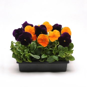 Viola x wittrockiana 'Halloween Mix' 