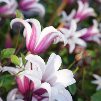 Clematis 'Princess Kate'