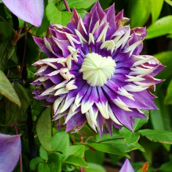 Clematis 'Taiga'