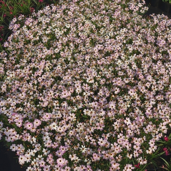 Coreopsis Bloomsation® 'Chameleon'