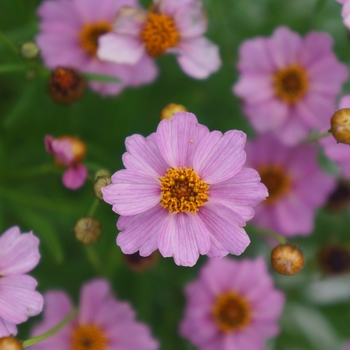 Coreopsis rosea Twinklebells 'Pink'