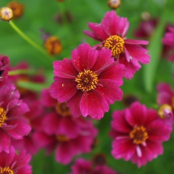 Coreopsis rosea Twinklebells 'Purple'