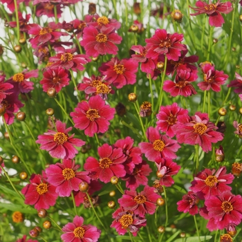 Coreopsis rosea 'Red' URITW03 PP29113
