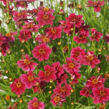 Coreopsis rosea Twinklebells 'Red'