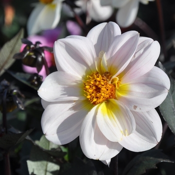 Dahlia Dreamy® 'Days'