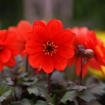 Dahlia 'Flame' 