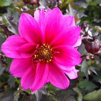 Dahlia Dreamy® 'Kiss'