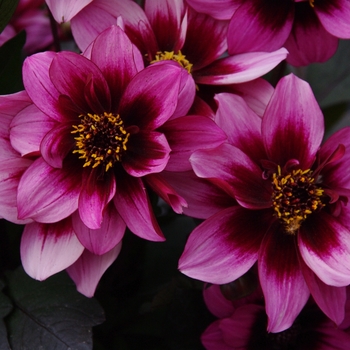 Dahlia Dreamy® 'Nights'