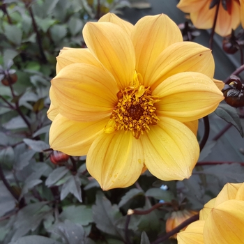 Dahlia Dreamy® 'Sunlight'