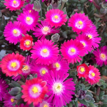 Delosperma Jewel of Desert 'Amethyst'