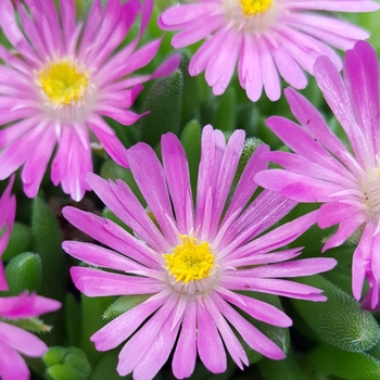 Delosperma Jewel of Desert 'Candystone'